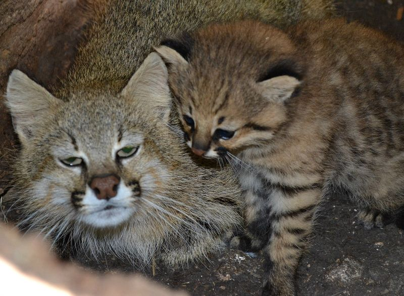 Illustration for article titled ZOMG BABY PAMPAS CATS!!!